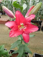 [5384 Ripasso VZ No01.JPG]